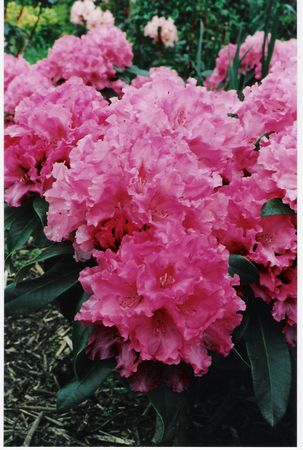 Rhodo Leona Maud